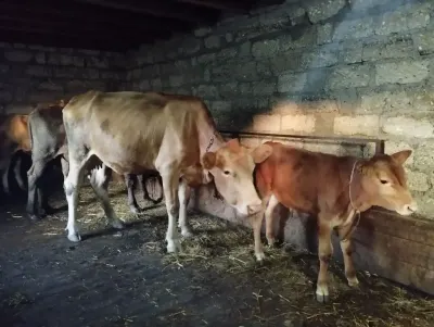 Balalı inək — Heyvanlar, Quşlar, Balıqlar, Quba