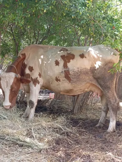 İnəklər — Heyvanlar, Quşlar, Balıqlar, Fizuli