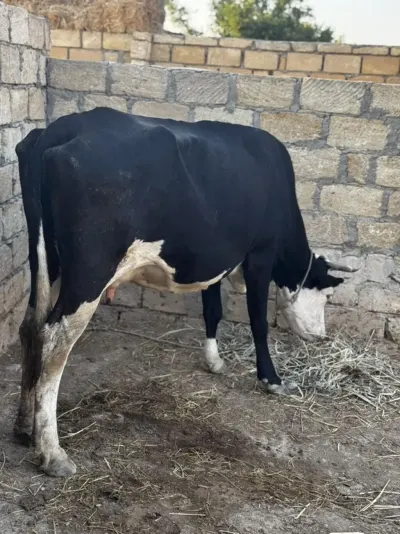 İNƏK — Heyvanlar, Quşlar, Balıqlar, Sumqayıt — şəkil 2