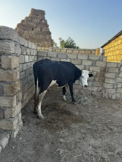 İNƏK — Heyvanlar, Quşlar, Balıqlar, Sumqayıt