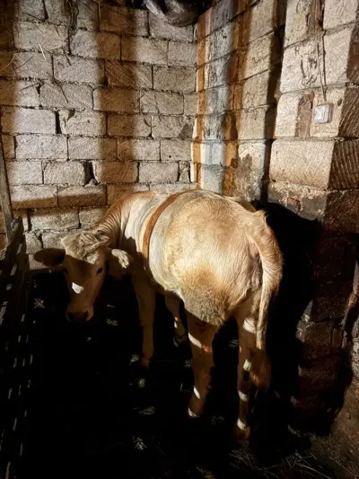 Dana — Heyvanlar, Quşlar, Balıqlar, Lənkəran — şəkil 3
