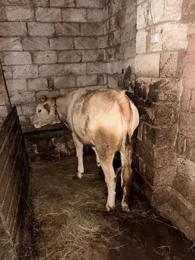 Dana — Heyvanlar, Quşlar, Balıqlar, Lənkəran — şəkil 2