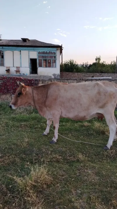 BALALI İNƏK — Heyvanlar, Quşlar, Balıqlar, Sumqayıt