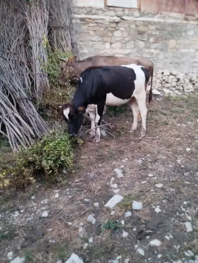 İNƏK — Heyvanlar, Quşlar, Balıqlar, İsmayıllı