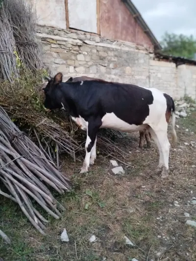 İNƏK — Heyvanlar, Quşlar, Balıqlar, İsmayıllı — şəkil 2