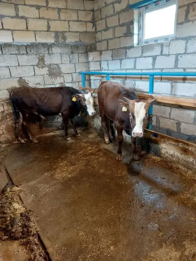 Danalar — Heyvanlar, Quşlar, Balıqlar, İmişli