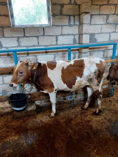 Danalar — Heyvanlar, Quşlar, Balıqlar, İmişli — şəkil 5
