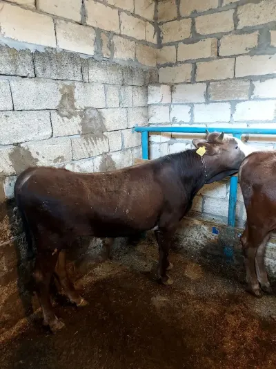 Danalar — Heyvanlar, Quşlar, Balıqlar, İmişli — şəkil 4