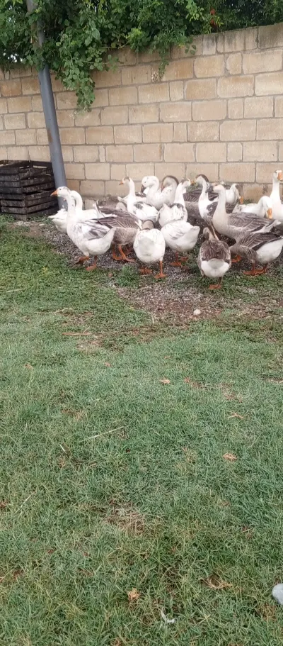 QAZ — Heyvanlar, Quşlar, Balıqlar, Hacıqabul — şəkil 5