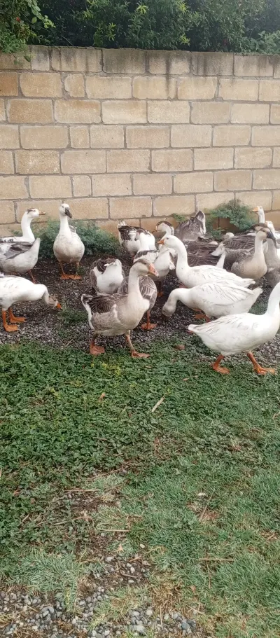 QAZ — Heyvanlar, Quşlar, Balıqlar, Hacıqabul — şəkil 4