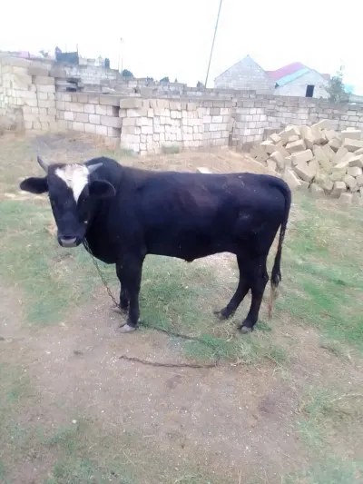 DANA — Heyvanlar, Quşlar, Balıqlar, Xırdalan