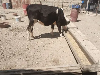 DANA — Heyvanlar, Quşlar, Balıqlar, Bakı