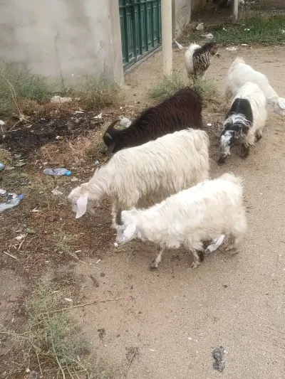 Çəpiş — Heyvanlar, Quşlar, Balıqlar, Bakı