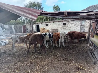DANALAR — Heyvanlar, Quşlar, Balıqlar, Xaçmaz