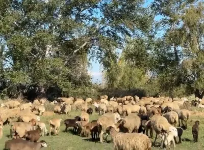 QOYUNLAR — Heyvanlar, Quşlar, Balıqlar, Yevlax — şəkil 3