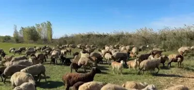 QOYUNLAR — Heyvanlar, Quşlar, Balıqlar, Yevlax