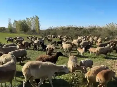 QOYUNLAR — Heyvanlar, Quşlar, Balıqlar, Yevlax — şəkil 2