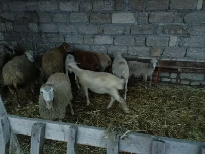 QUZULAR — Heyvanlar, Quşlar, Balıqlar, Quba — şəkil 3