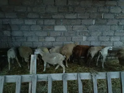 QUZULAR — Heyvanlar, Quşlar, Balıqlar, Quba