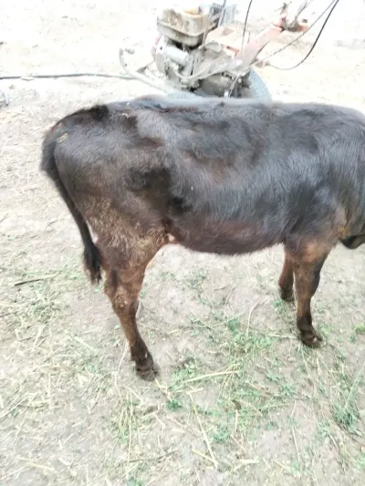 BUZOV — Heyvanlar, Quşlar, Balıqlar, Xaçmaz — şəkil 2