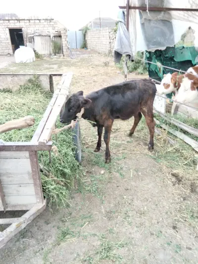 BUZOV — Heyvanlar, Quşlar, Balıqlar, Xaçmaz