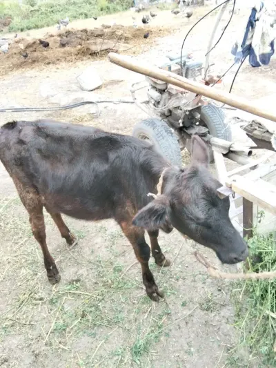 BUZOV — Heyvanlar, Quşlar, Balıqlar, Xaçmaz — şəkil 3
