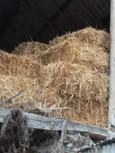 Ot — Dənlilər, Otlar Yemlər,  Bitkilər, Ağdaş