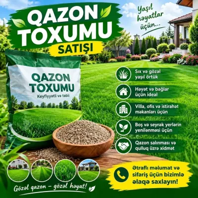 Qazon toxumu — Dənlilər, Otlar Yemlər,  Bitkilər, Bakı