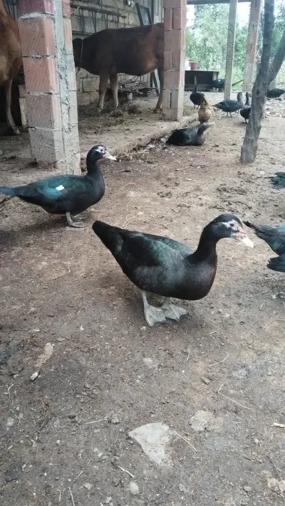 Ördək balası — Heyvanlar, Quşlar, Balıqlar, Lənkəran — şəkil 5