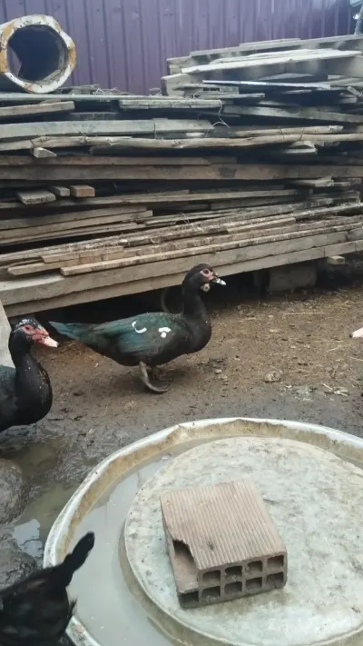 Ördək balası — Heyvanlar, Quşlar, Balıqlar, Lənkəran — şəkil 3