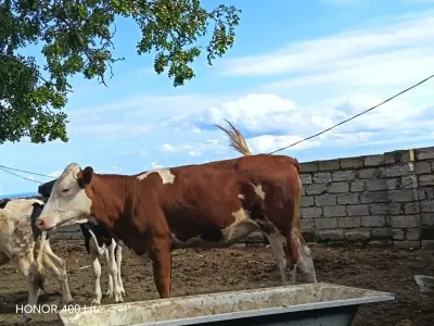 DANALAR — Heyvanlar, Quşlar, Balıqlar, Bakı — şəkil 3