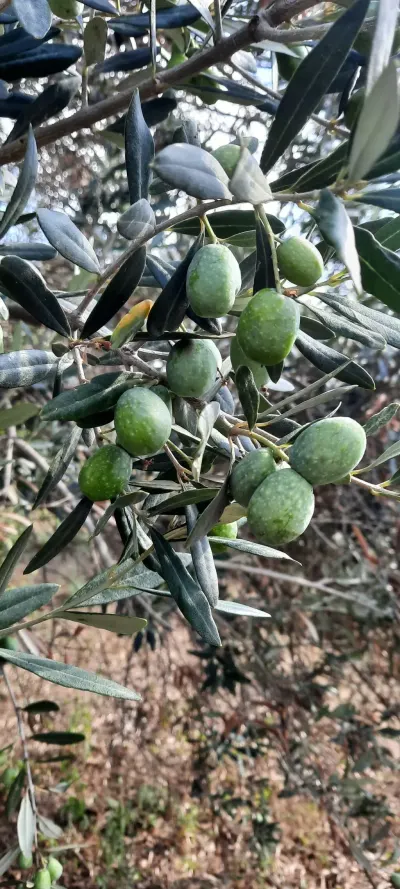 ZEYTUN — Meyvə və Giləmeyvə, Bakı