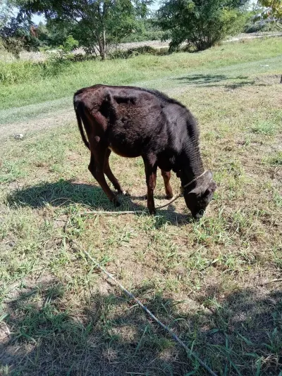 DANALAR — Heyvanlar, Quşlar, Balıqlar, Xaçmaz