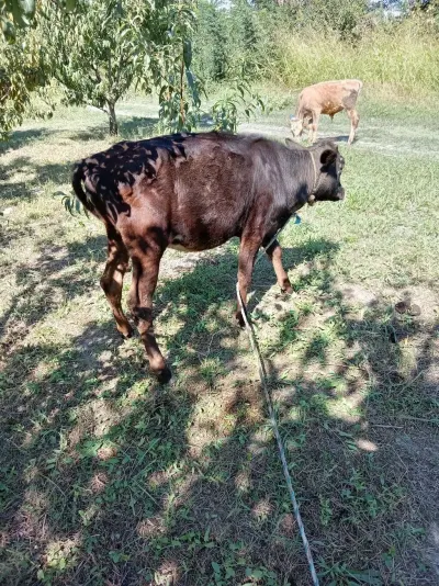 DANALAR — Heyvanlar, Quşlar, Balıqlar, Xaçmaz — şəkil 2