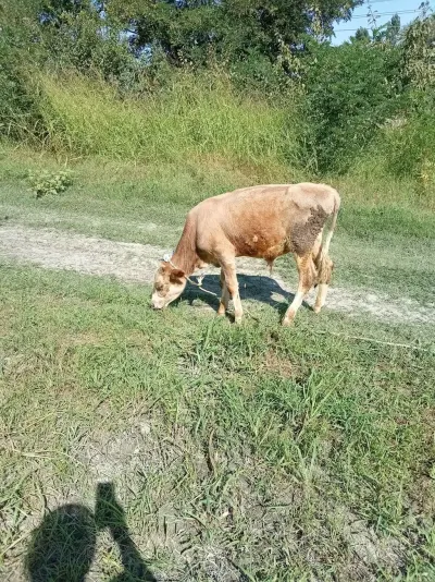 DANALAR — Heyvanlar, Quşlar, Balıqlar, Xaçmaz — şəkil 6