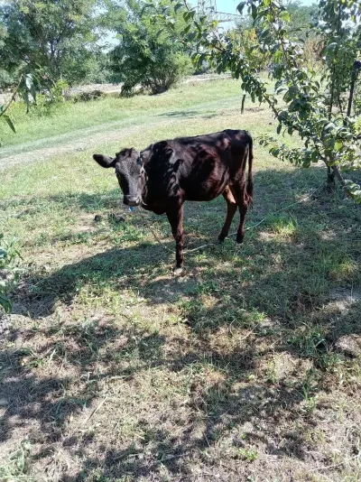 DANALAR — Heyvanlar, Quşlar, Balıqlar, Xaçmaz — şəkil 3