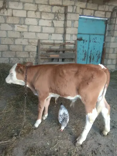 Balalı inək — Heyvanlar, Quşlar, Balıqlar, Göyçay — şəkil 2