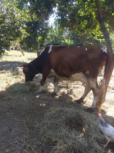 Balalı inək — Heyvanlar, Quşlar, Balıqlar, Göyçay