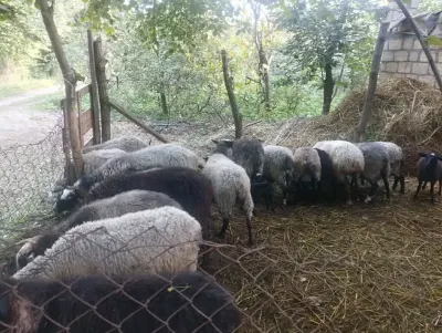 QOYUNLAR — Heyvanlar, Quşlar, Balıqlar, Quba — şəkil 2