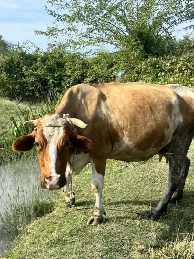 BALALI İNƏK — Heyvanlar, Quşlar, Balıqlar, Xaçmaz