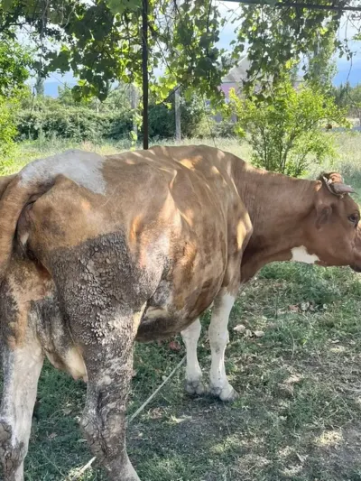 BALALI İNƏK — Heyvanlar, Quşlar, Balıqlar, Xaçmaz — şəkil 2