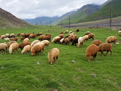 QOYUNLAR — Heyvanlar, Quşlar, Balıqlar, Xaçmaz
