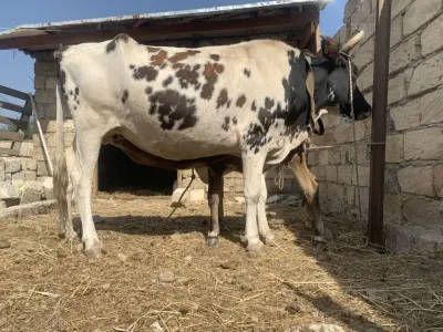 BALALI İNƏK — Heyvanlar, Quşlar, Balıqlar, Astara