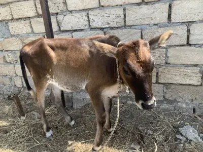 BALALI İNƏK — Heyvanlar, Quşlar, Balıqlar, Astara — şəkil 3