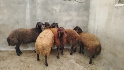 QOYUNLAR — Heyvanlar, Quşlar, Balıqlar, Bakı