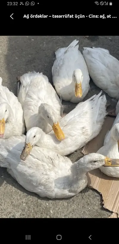 ÖRDƏKLƏR — Heyvanlar, Quşlar, Balıqlar, Kürdəmir