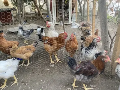 XORUZ — Heyvanlar, Quşlar, Balıqlar, Bakı — şəkil 2