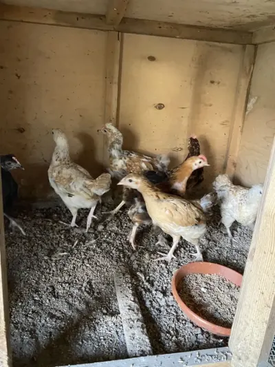 ÇOLPALAR — Heyvanlar, Quşlar, Balıqlar, Şəki — şəkil 2