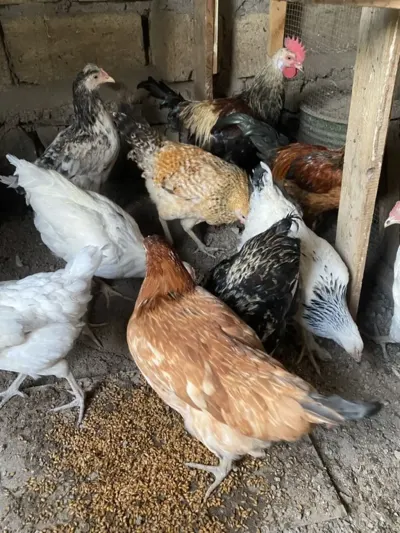 ÇOLPALAR — Heyvanlar, Quşlar, Balıqlar, Şəki