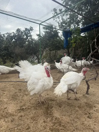 Hinduşkalar — Heyvanlar, Quşlar, Balıqlar, Bakı